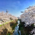 2025年『桜の開花予想』が発表！山崎川でのお花見はいつから楽しめる？【瑞穂区情報】