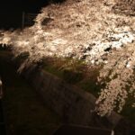 ［2025年］山崎川『桜のライトアップ』が4/1(火)から開催！！【瑞穂区ニュース】