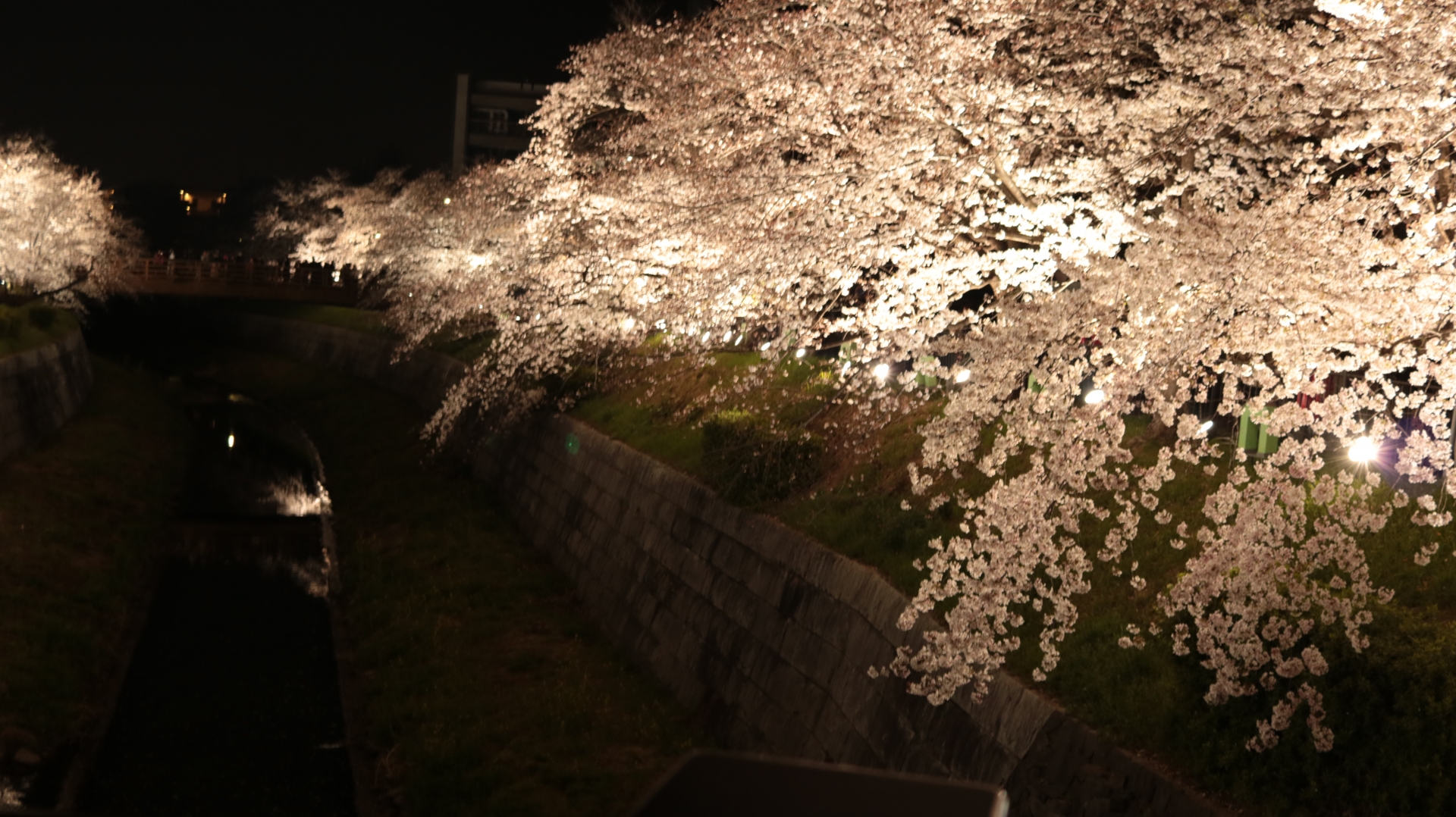 2026年］山崎川『桜のライトアップ』3/25(水)~4/3(金)までの開催が決定